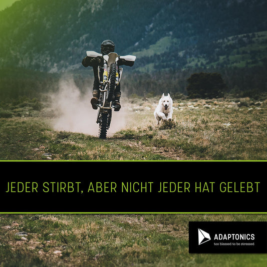 Artemisia annua - natürlich vollkommen unwirksam