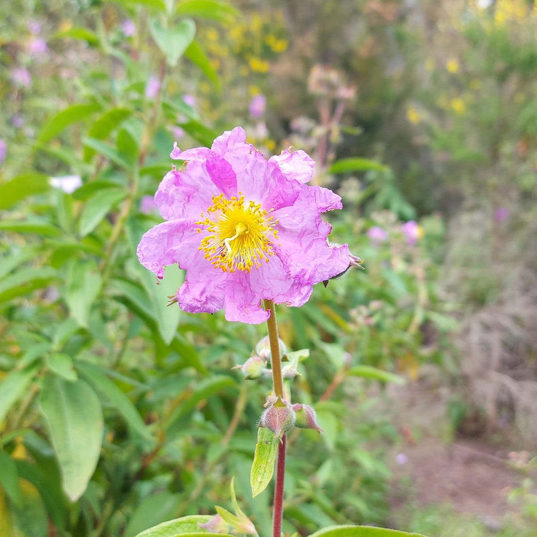 Die Zistrose im Fokus der Wissenschaft