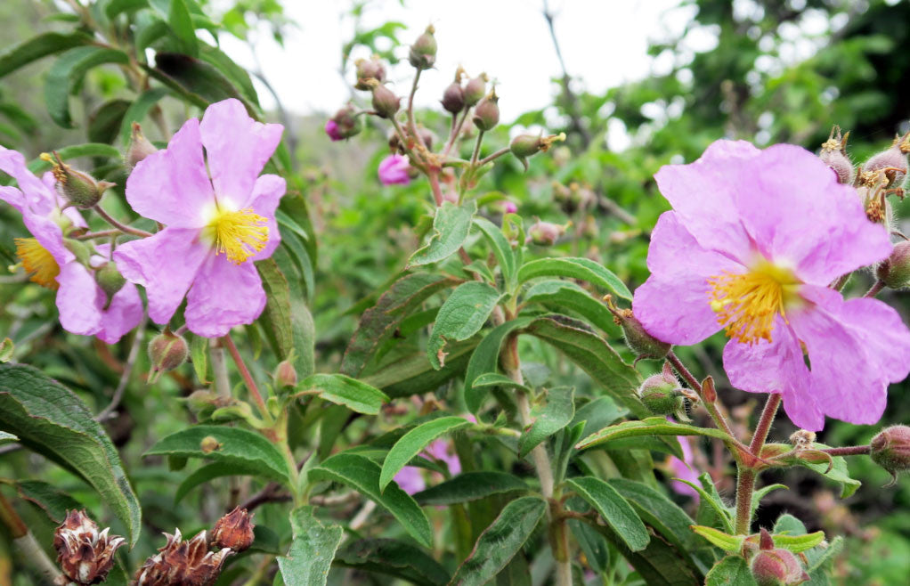 ADAPTONICS CISTUS EXTRAKT