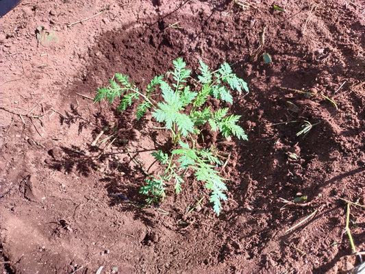 10 Jahre Artemisia annua Plantage im Healing Garden Teneriffa