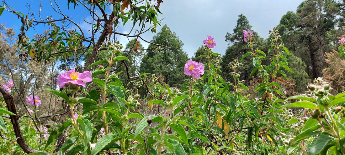 Zistrose und Immunsystem: Die Geschichte hinter Cistus+ oder Imun Guard