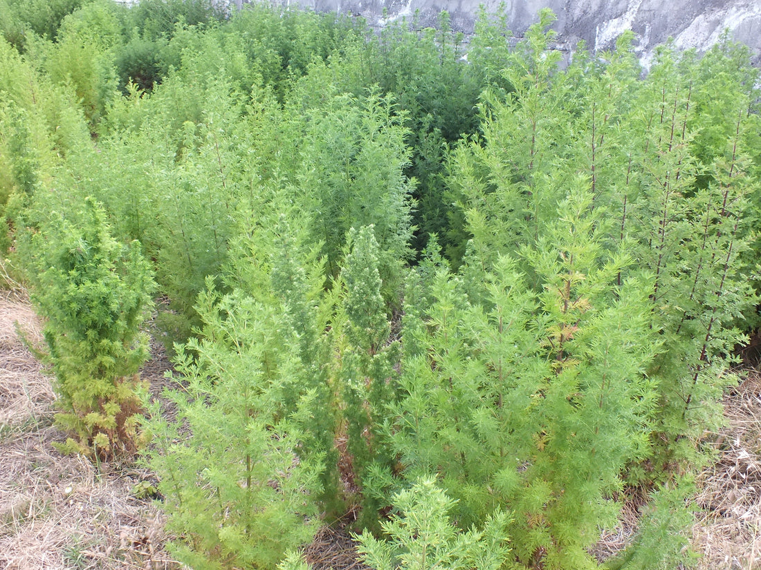 Artemisia annua aus dem Healing Garden Tenerife