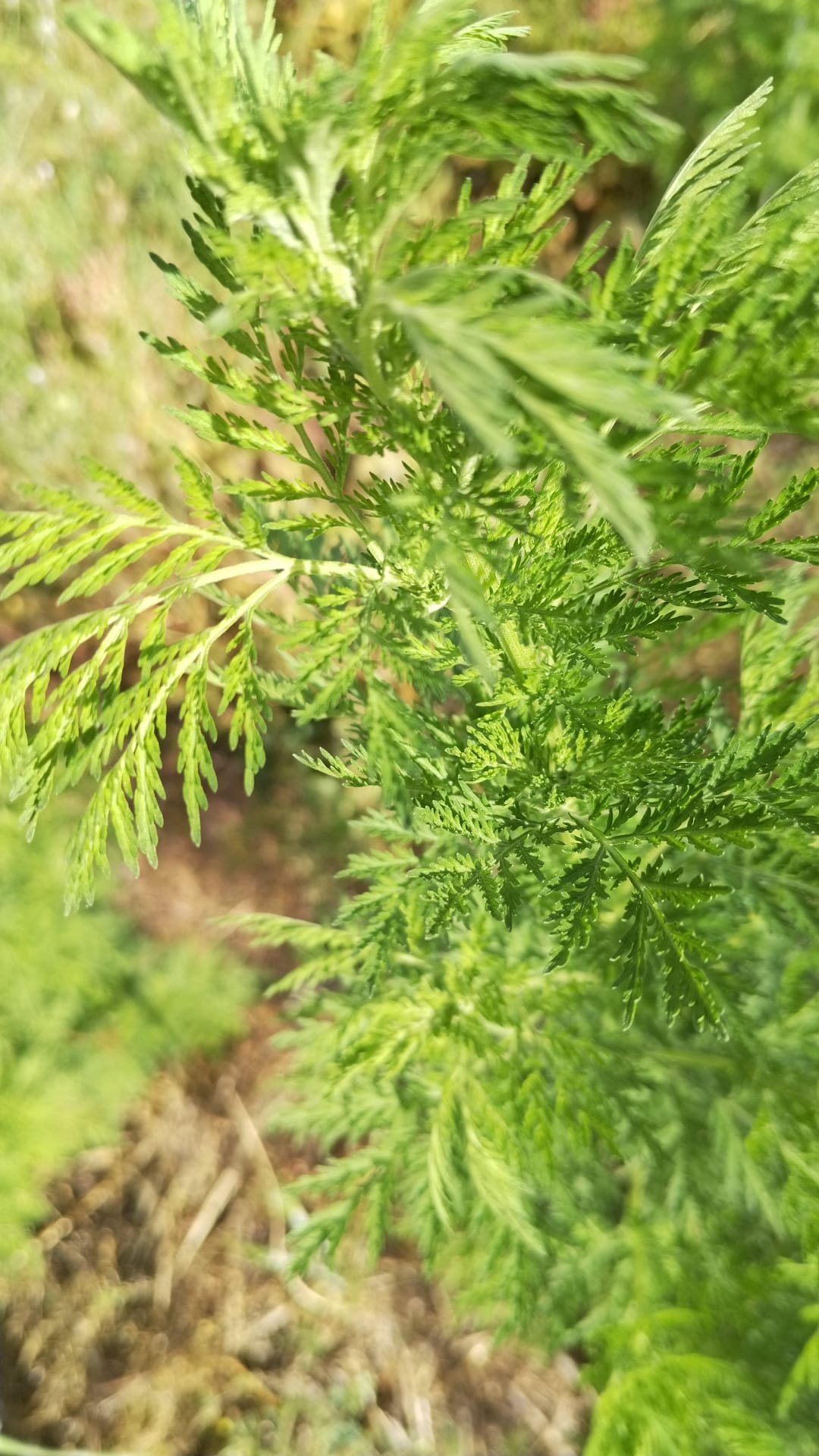 Artemisia annua - eine Liebesgeschichte