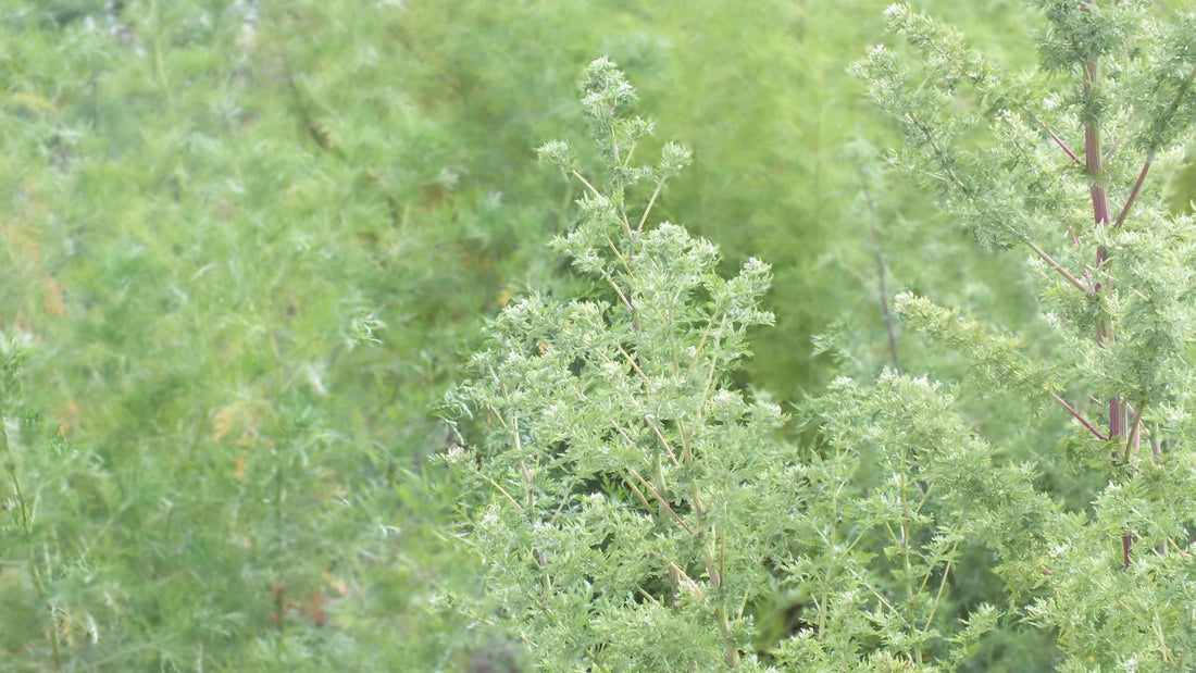 Artemisia annua, sweet wormwood, the full story