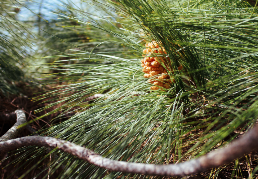 Pinienpollen – ein Adaptogen?