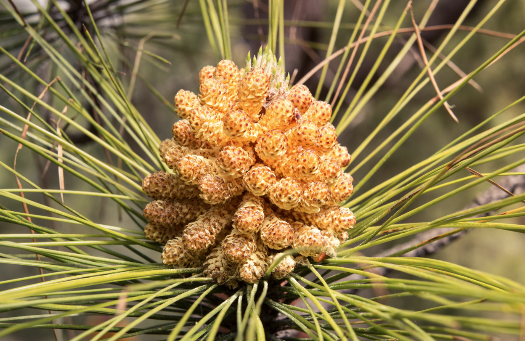Pino Gordo 2.0 – die Geschichte unseres Pine Pollen Extrakts
