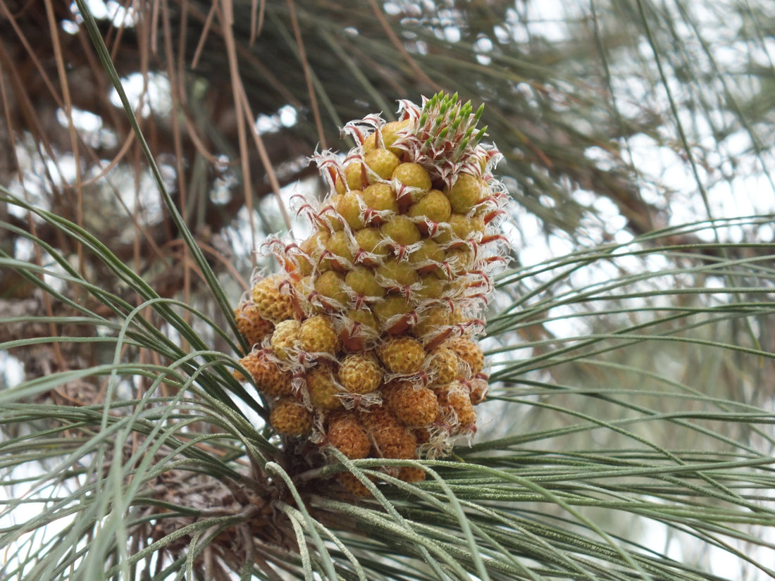 pine pollen