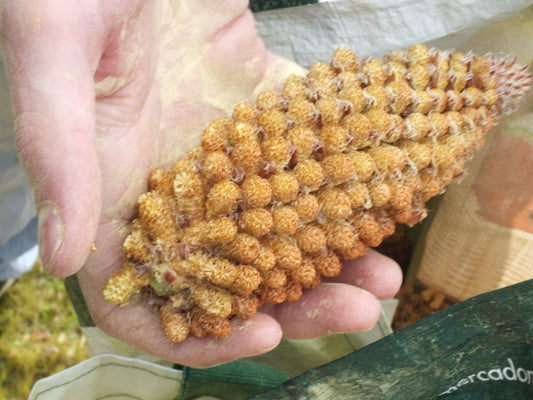 goldener pinienpollen