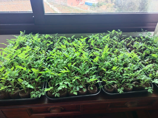 Artemisia annua Aussaat