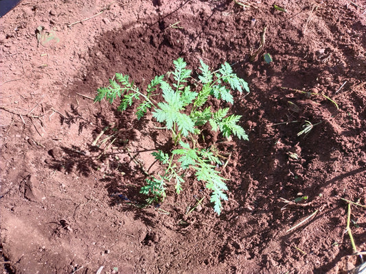 Artemisia annua- Save Soil