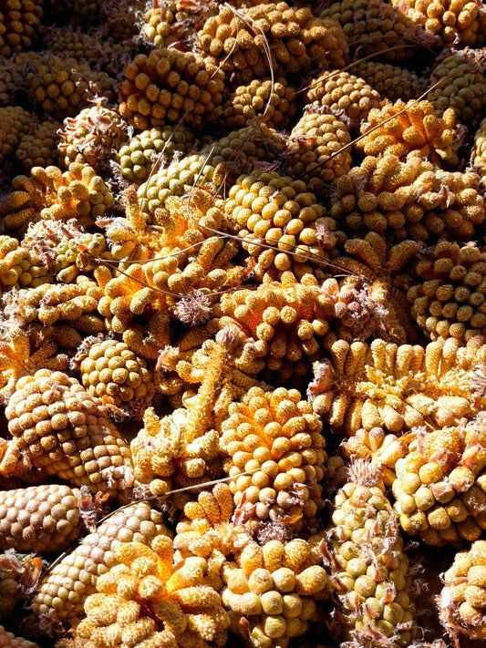 Enthält Pine Pollen wirklich Testosteron?