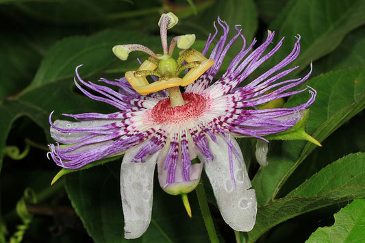 Passionsblume (Passiflora): Inhaltsstoffe, Geschichte und Verwendung