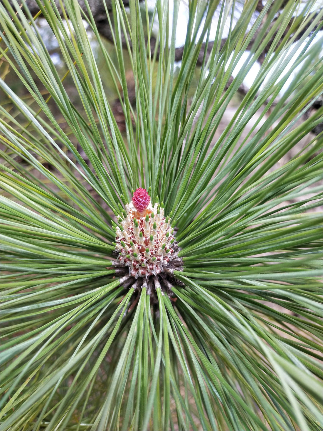 Kanarische Kiefer mit Pine Pollen auf Teneriffa – Heimat von Pino Gordo