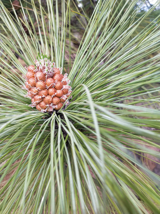 Pine Pollen für mehr Energie und Lebenskraft?