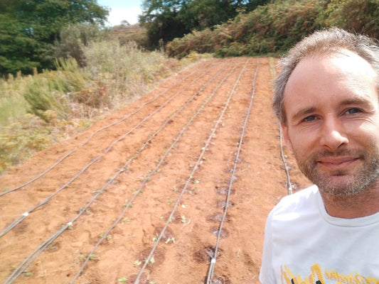 Frisch bepflanzte Artemisia-annua-Reihen mit Tropfbewässerung auf Teneriffa
