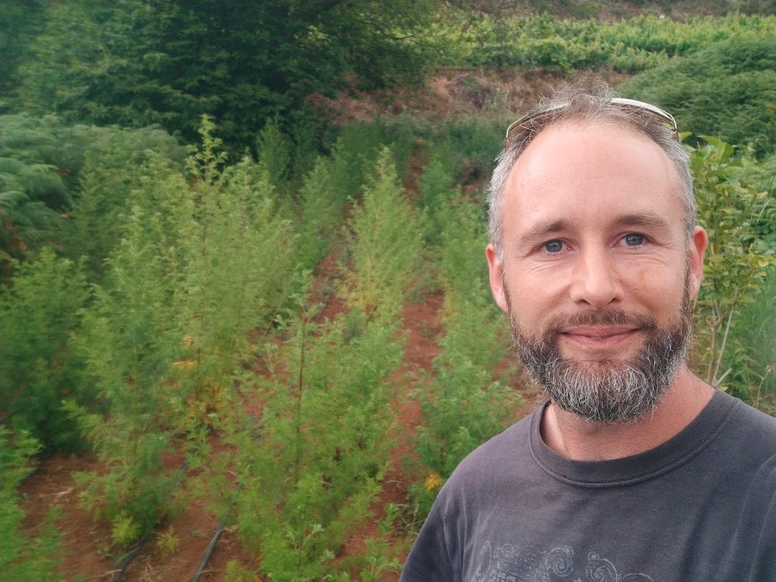 Curro Cachinero vor der ausgewachsenen Artemisia-annua-Plantage im Healing Garden Teneriffa