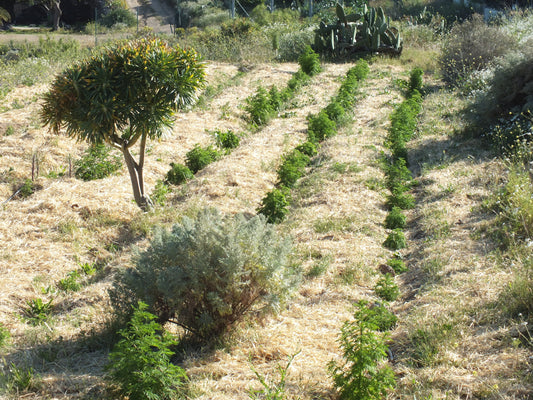 Artemisia annua, eine ganz besondere Pflanze