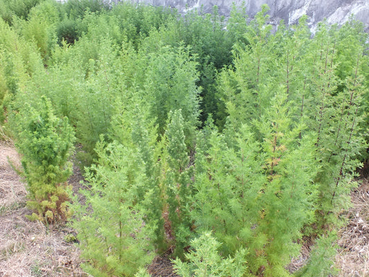 Artemisia annua Erfahrungsbericht nach zehn Jahren Anbau