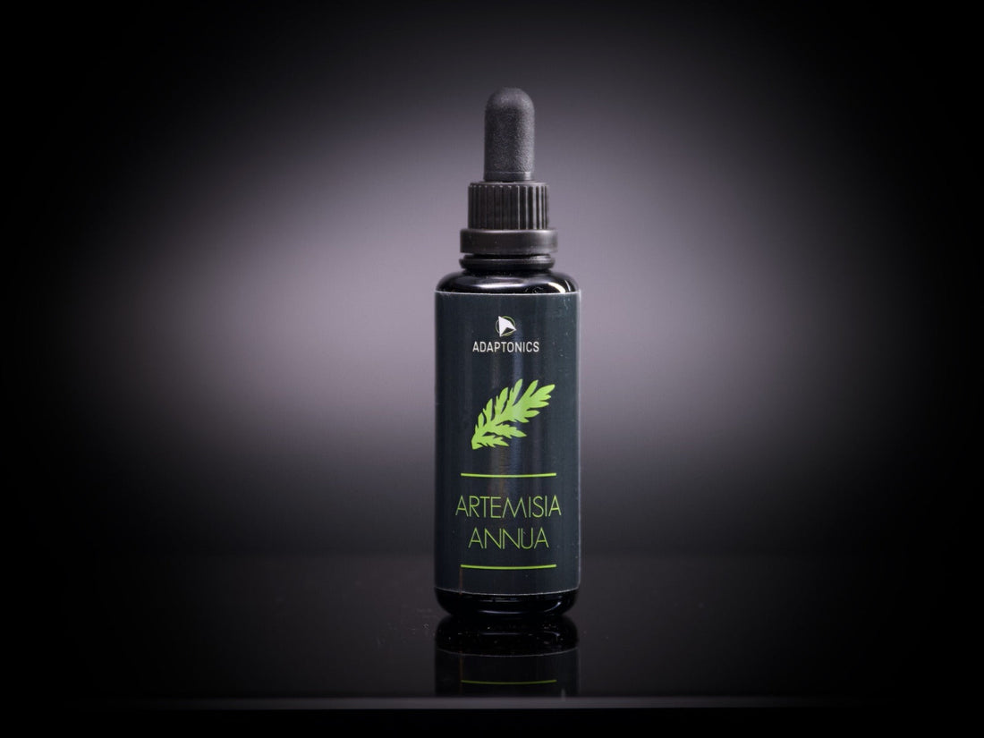 Artemisia annua Ernte 2024 vom Feld bis zur Tinktur