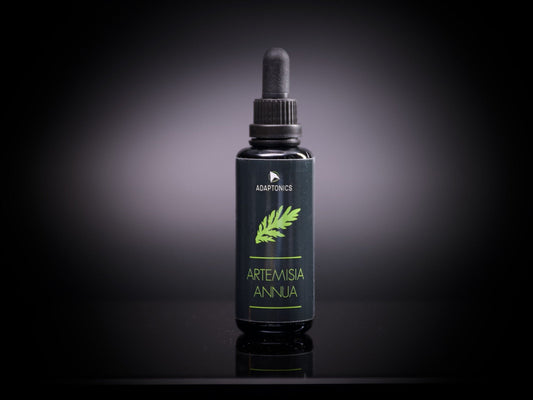 Artemisia annua Ernte 2024 vom Feld bis zur Tinktur