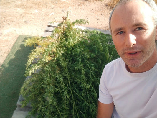 Curro Cachinero bei der Ernte von Artemisia annua auf Teneriffa