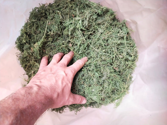 Getrocknete Artemisia annua zur Weiterverarbeitung im Healing Garden Teneriffa