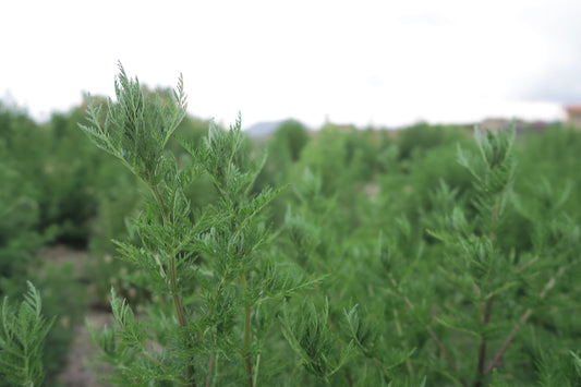 Artemisia annua Pflanzen im Healing Garden Teneriffa