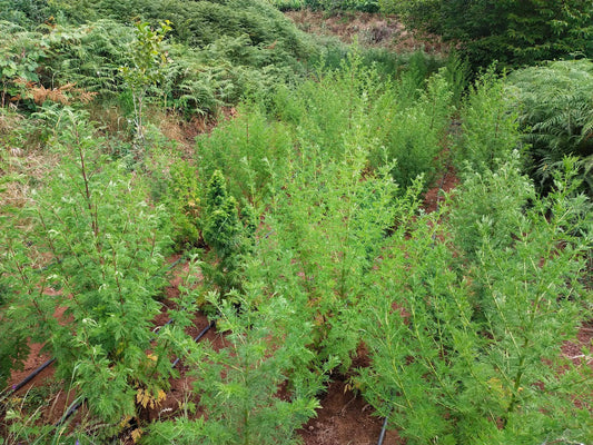 Reihen von Artemisia annua auf der Plantage im Healing Garden Teneriffa