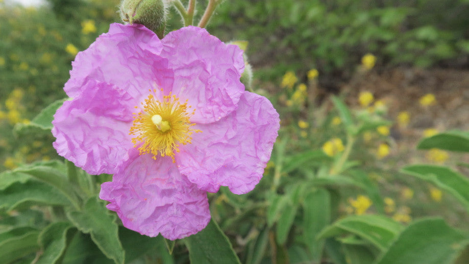 Zistrose Cistus