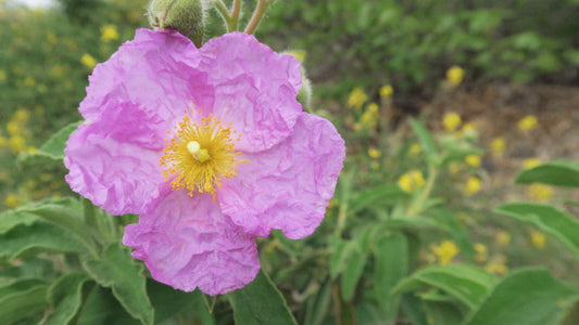 Zistrose Cistus