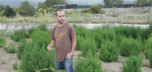 Curro Cachinero vor der Artemisia annua Plantage im Healing Garden Teneriffa