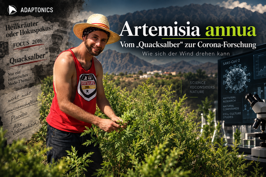 Artemisia annua Pflanze – Heilpflanze im Fokus der Corona-Forschung