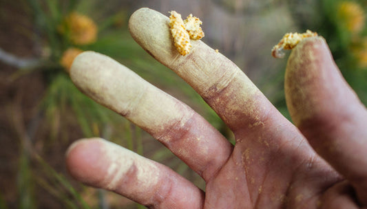 Testosteron, Piperin und Chrysin