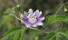 Passionsblume | Passiflora  passion flower
