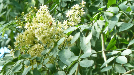 Moringa stenopetala: Der Lebensbaum aus Äthiopien