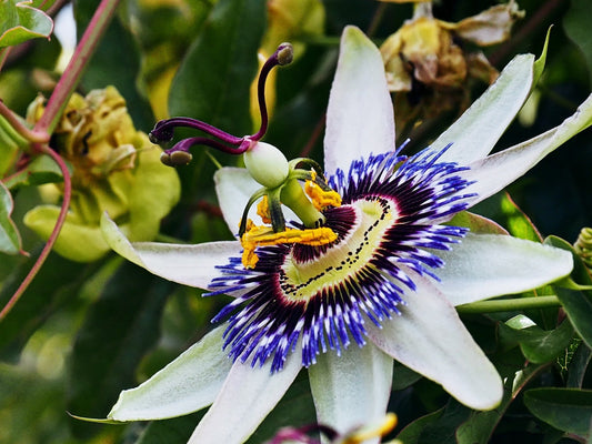 Passiflora und Chrysin: Warum sie in Pino Gordo enthalten sind