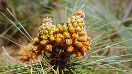 Pine Pollen