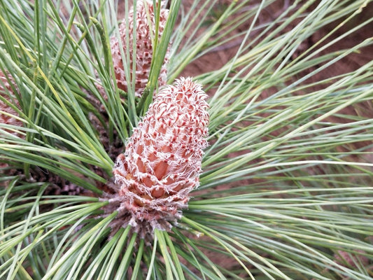 Das Pine-Pollen-Experiment