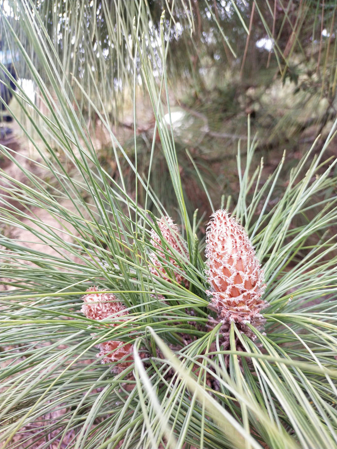 Testosteronspiegel steigern mit Pine Pollen