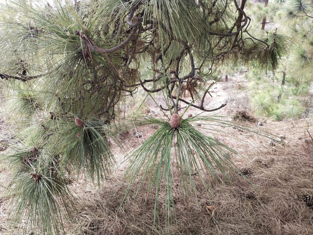 Wie entstehen Pine Pollen?