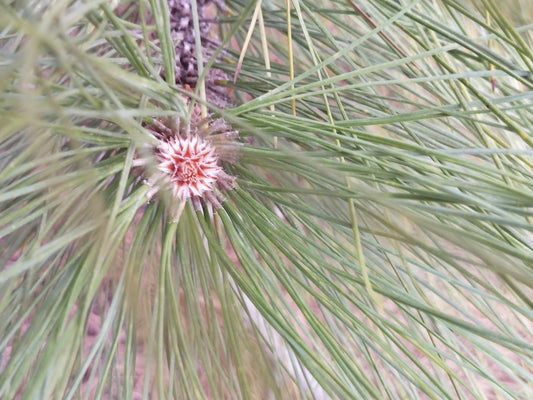 Pine Pollen und Testosteron: Der 6-Wochen-Test