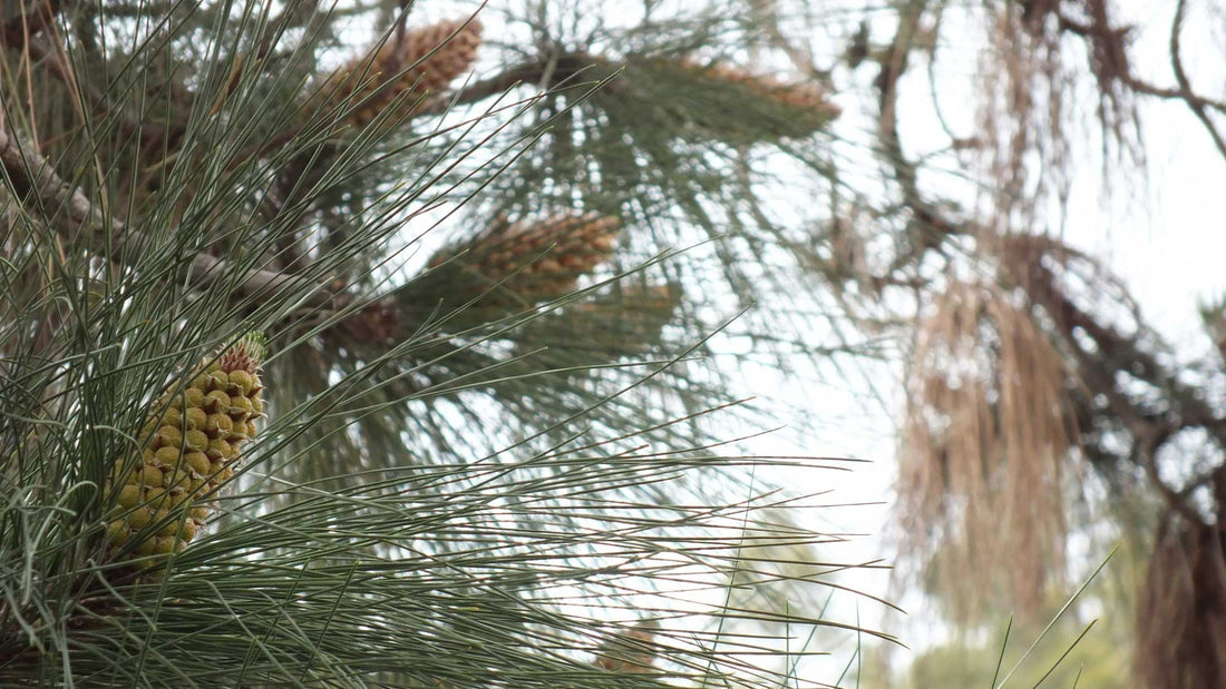 A brief history of pine pollen