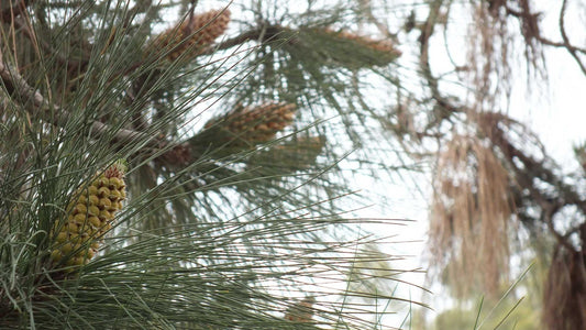 A brief history of pine pollen