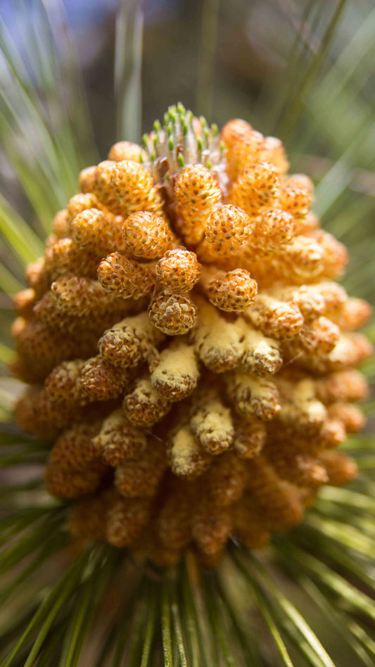 Pine Pollen