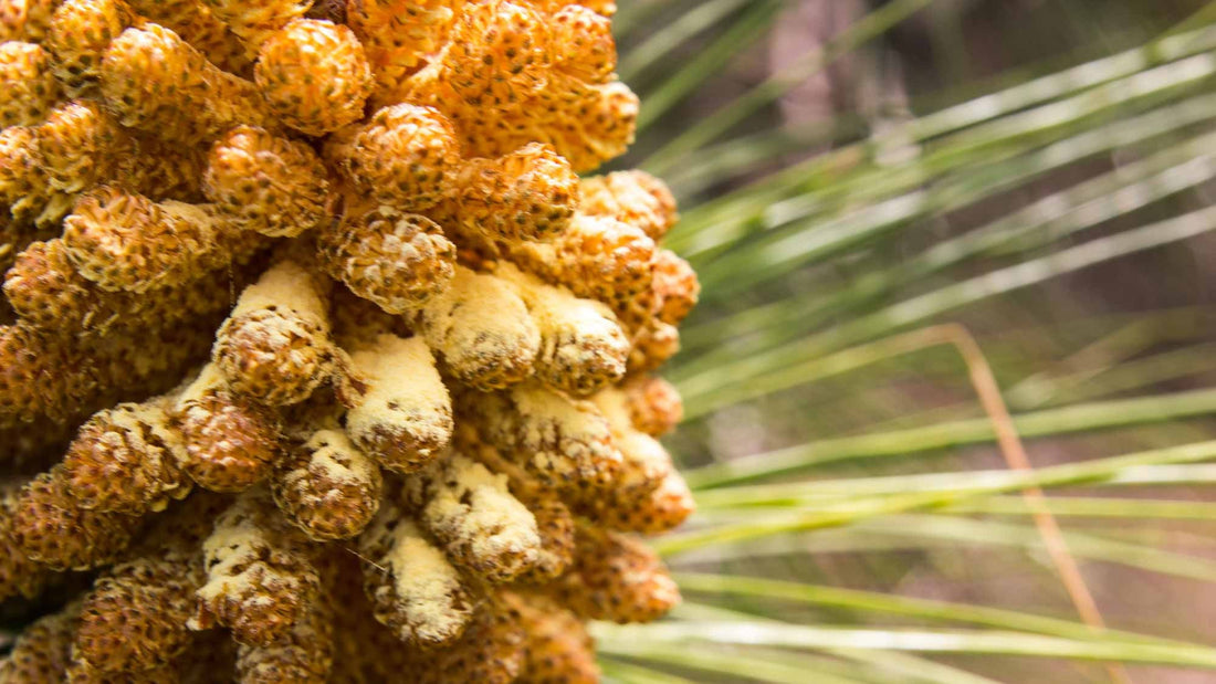 Pine Pollen, Testosteron und Bodybuilding