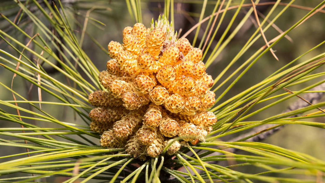 Welche wissenschaftlichen Studien gibt es zu Pine Pollen?