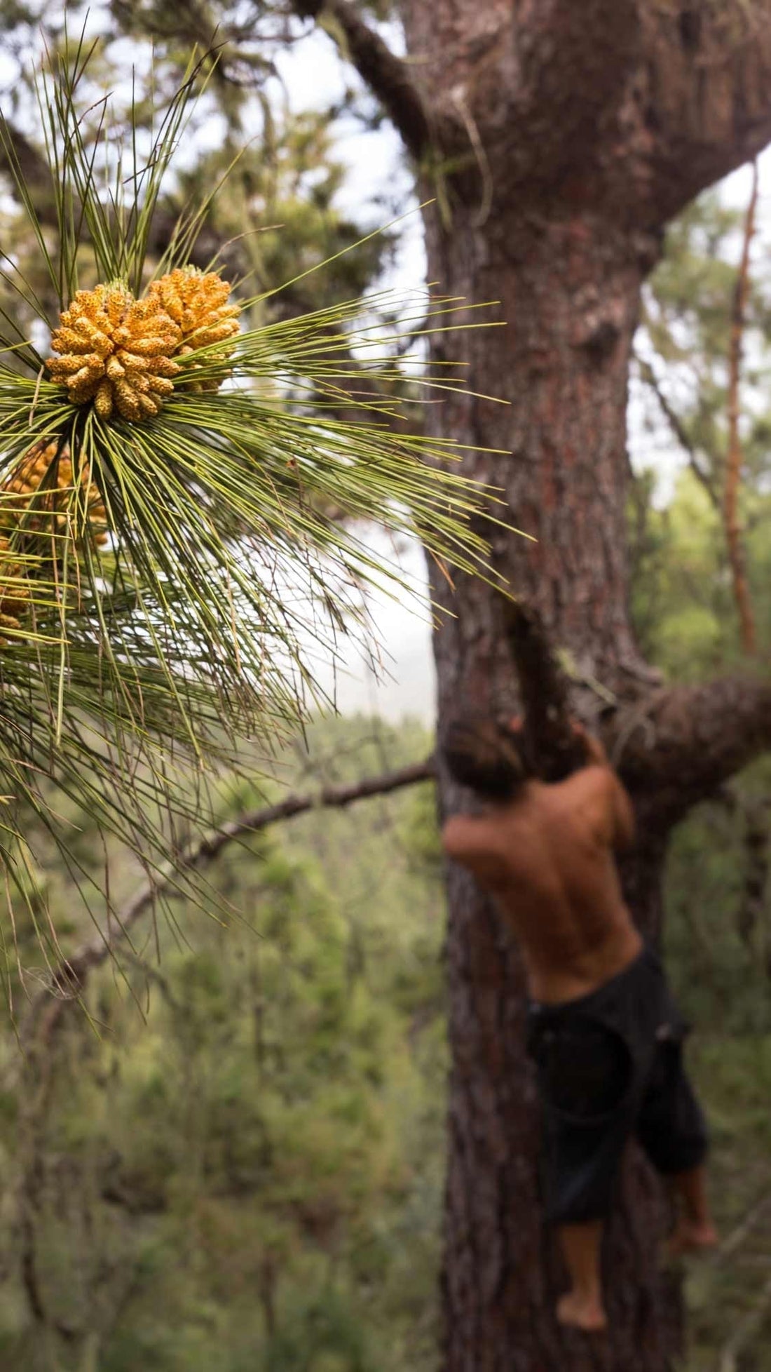 Ist Pine Pollen ein Adaptogen?