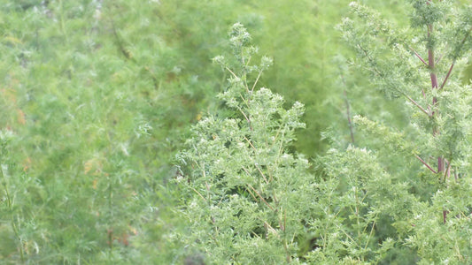 Was ist Artemisia annua – Übersicht zu Geschichte, Inhaltsstoffen und Verwendung